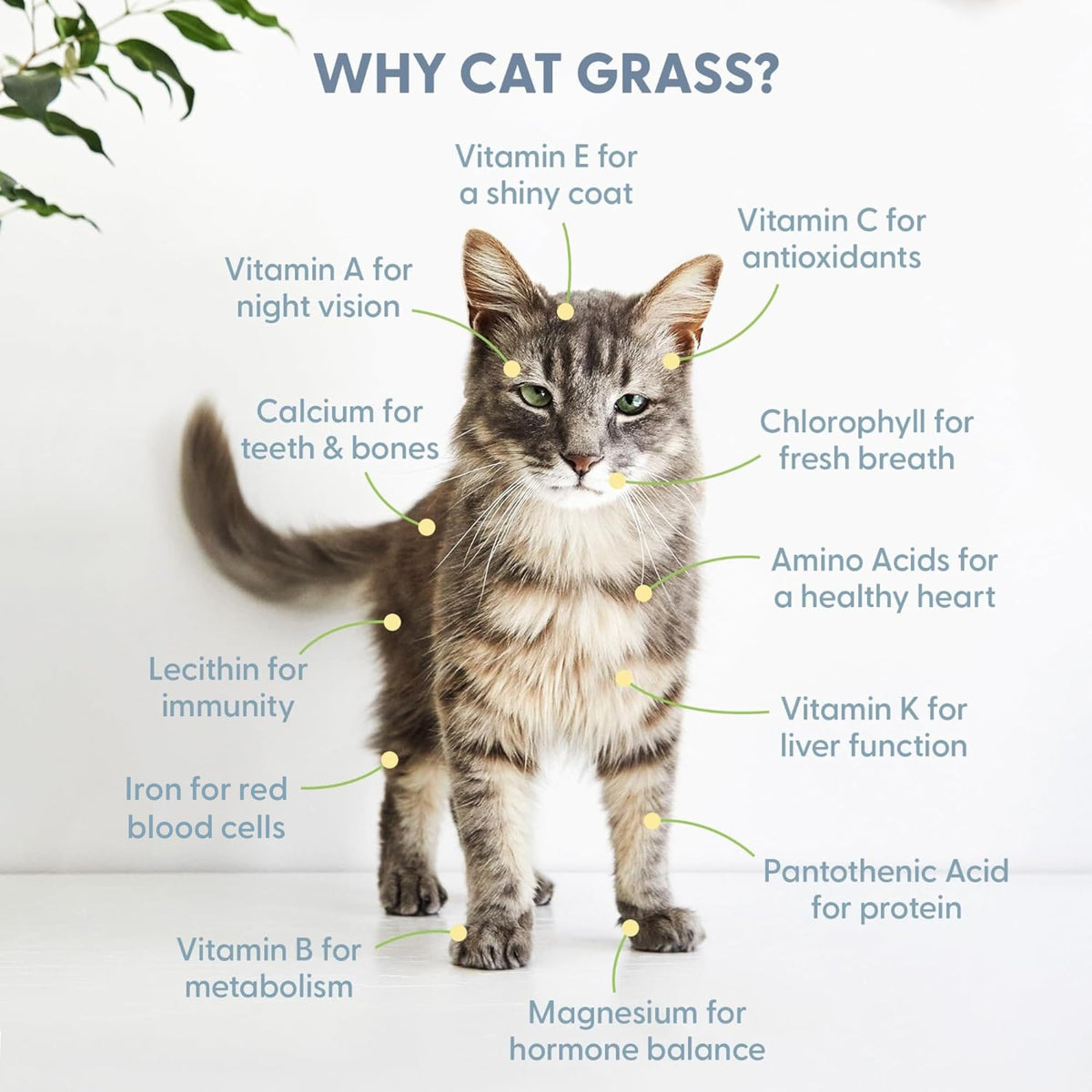 Organic Cat Grass Growing Kit with Seed Mix, Soil and Ceramic Planter F101