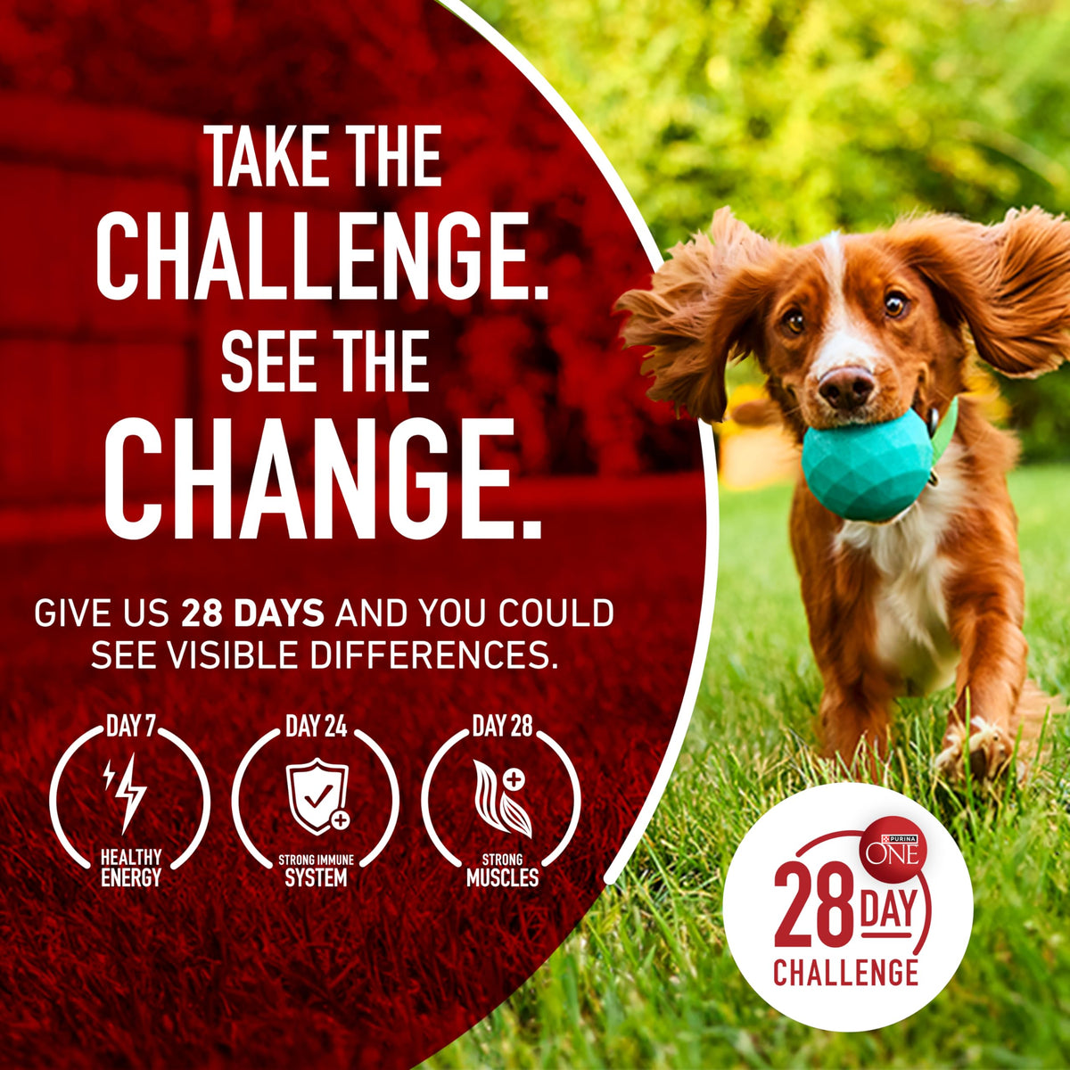 Dog Food Beef and Rice K87022