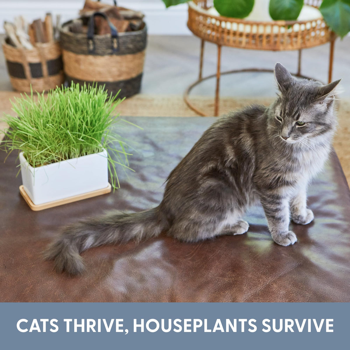 Organic Cat Grass Growing Kit with Seed Mix, Soil and Ceramic Planter F101