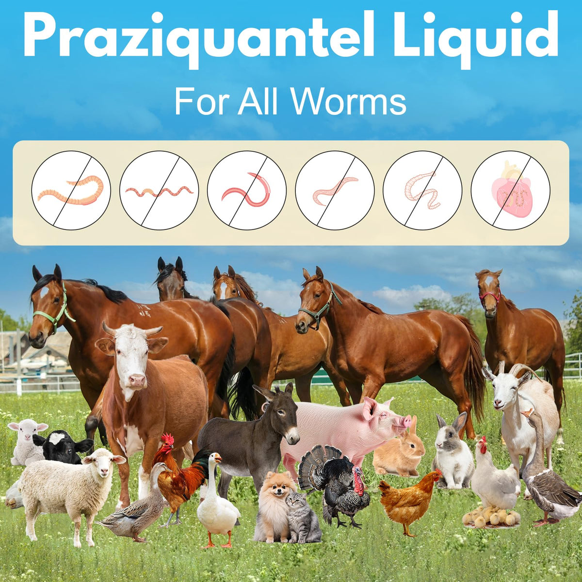 Praziquantel Dewormer 100 mL H4043